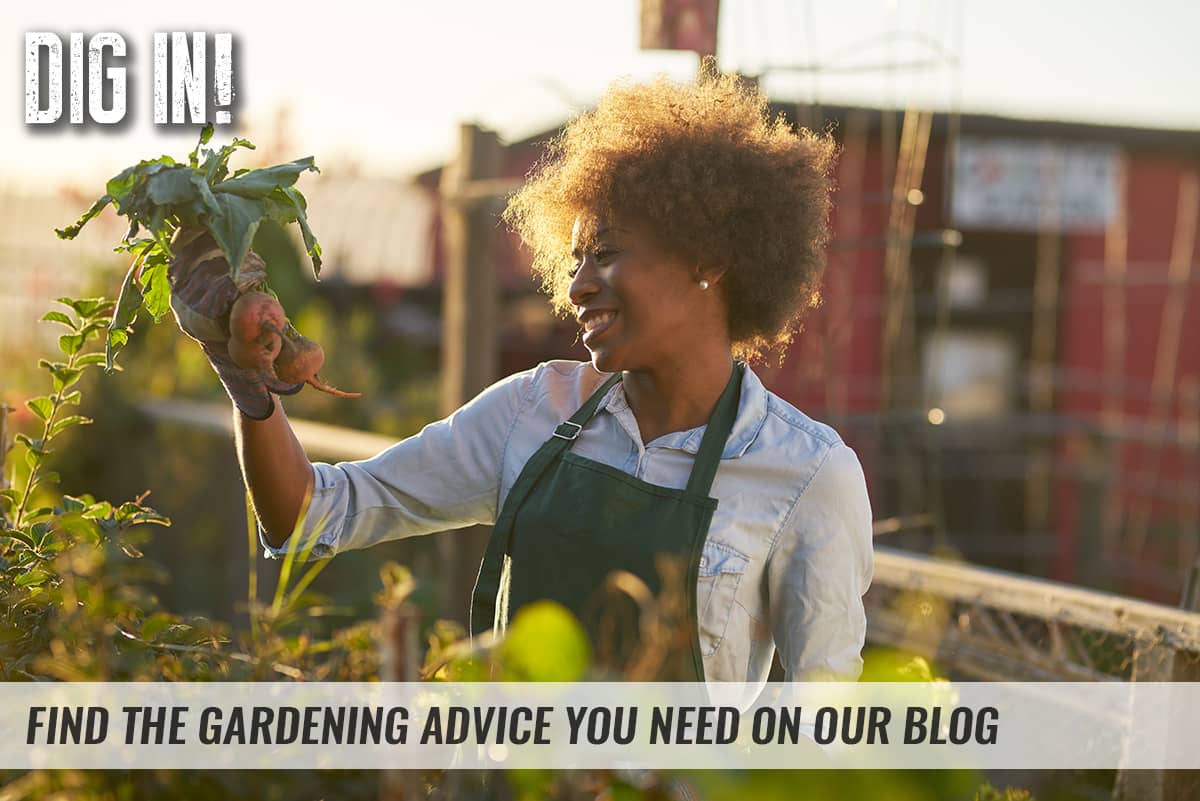 Find the Gardening Advice You Need on Our Blog
